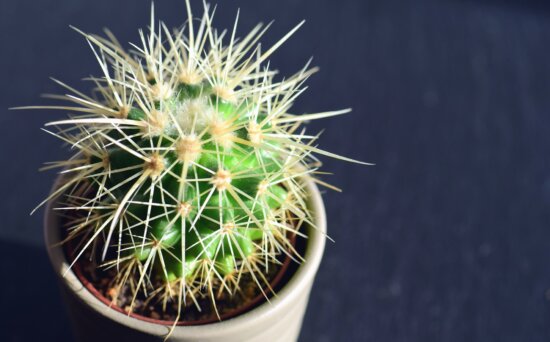 cactus, plant, flower pot, thorn, flower