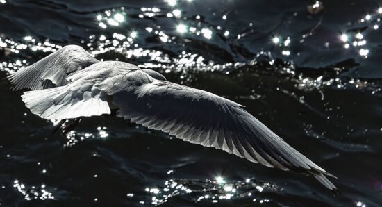 Oiseau, plume, voler, eau, réflexion, vague, animal
