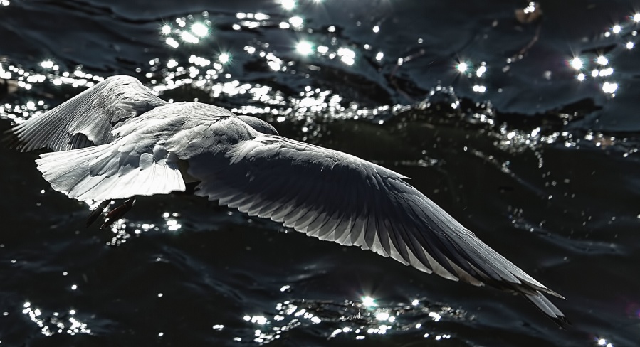 bird, feather, flying, water, reflection, wave, animal