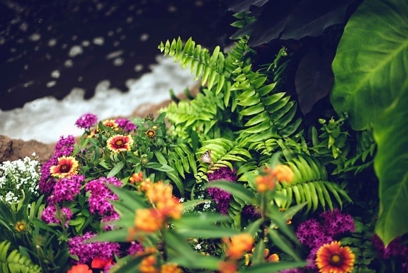 blomst, kronblade, haven, plante, farverige