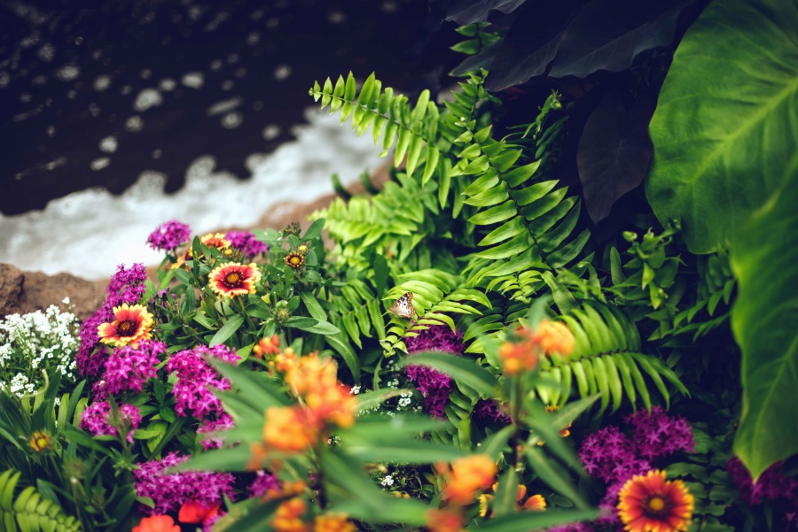 Fiore, petali, giardino, pianta, colorito