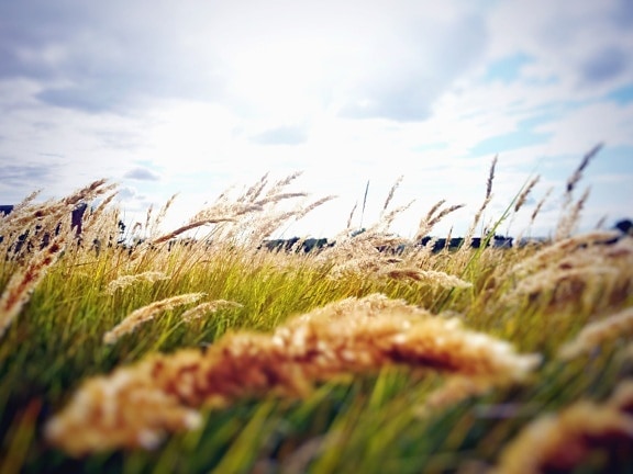 поле, луг, трава, растение, небо, Солнечный день