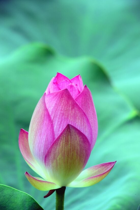 water lily, flower, petal, plant, lotus, stem, spring