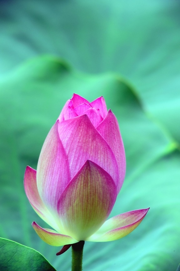vannlilje blomst petal, anlegg, lotus, stilk, våren