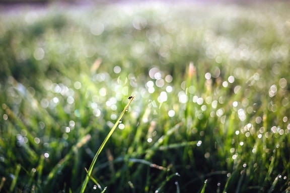 grass, leaf, plant, water, dew
