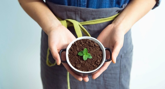 plant, cup, soil, hand, leaf