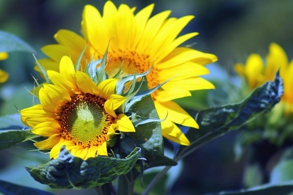 слънчоглед, цвете, листо, тичинки, завод, жълто цвете