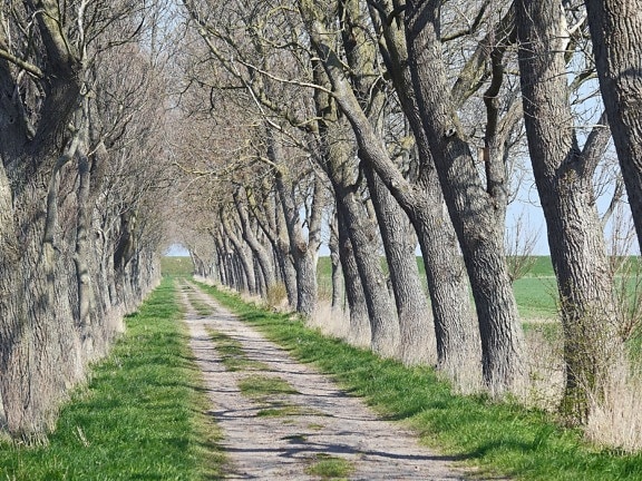 Imagine Gratuită Copac Peisaj Iarba Padure Vara Parcul Mediu Road