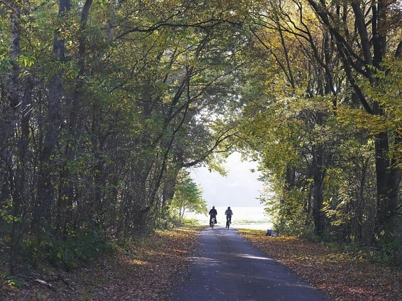 road, landscape, forest, tree, people, bicycle, leaf
