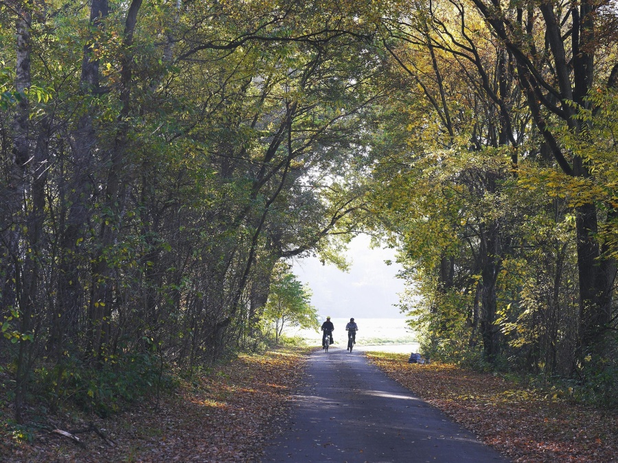 дорога краєвид ліс, дерево, люди, велосипед, листя