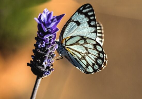 blue, insect, flower, plant, colorful, garden, butterfly