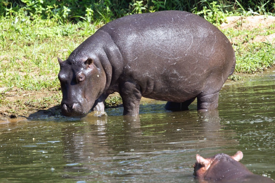 hippopotamus, animal, water, river, grass