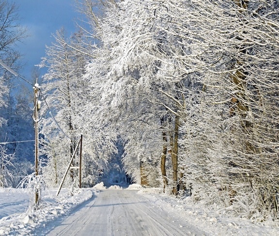 snow, ice, winter, cold, weather, crystal, landscape, road, forest