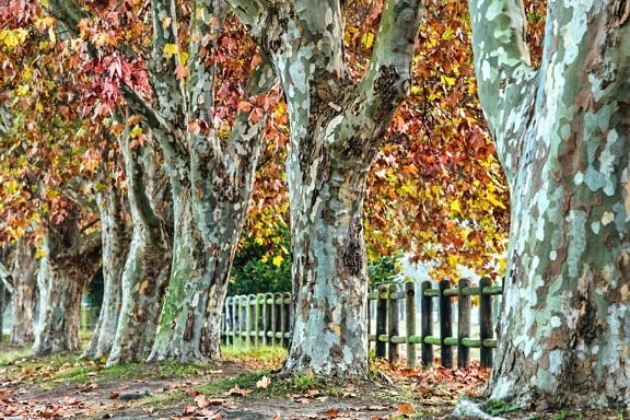 公园, 秋天, 森林, 树, 叶子, 围栏