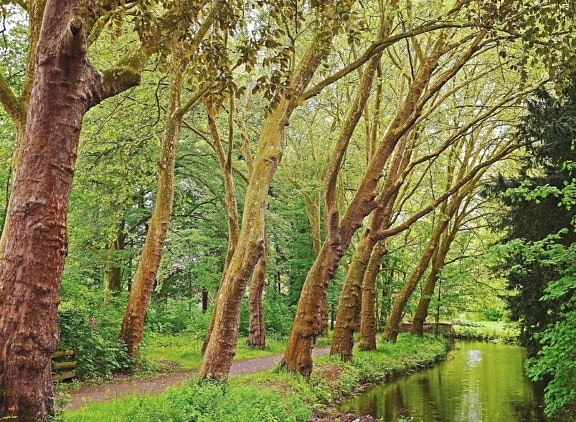 ต้นไม้ ป่า ภูมิทัศน์ เปลือกไม้ สวน แม่น้ำ ใบ ธรรมชาติ หญ้า พืช