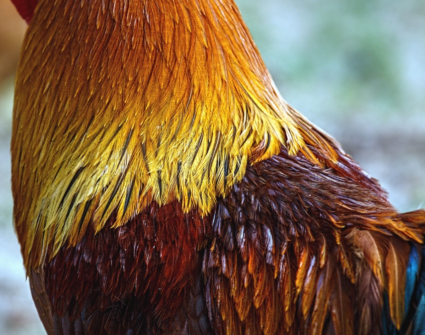 bird, feather, brown, rooster, chicken
