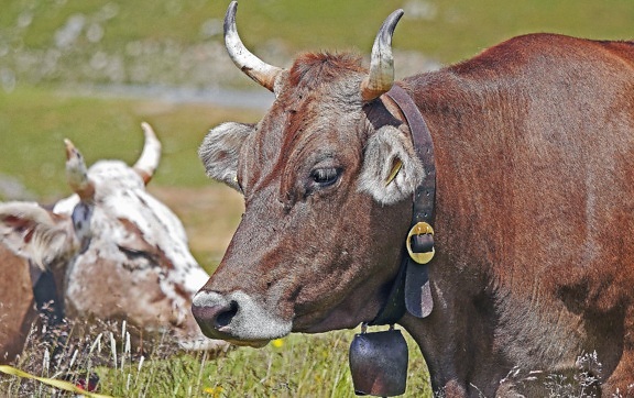 bovine, carne de vită, bou, vaca, bovine, animal, păşune, ranch, taur, câmp, iarba, agricultura, Lunca