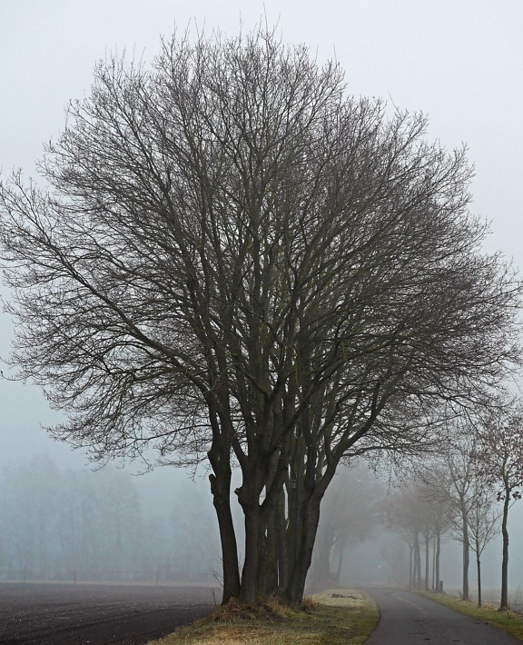 kolde, vejr, skov, træ, efterår, road, tåge