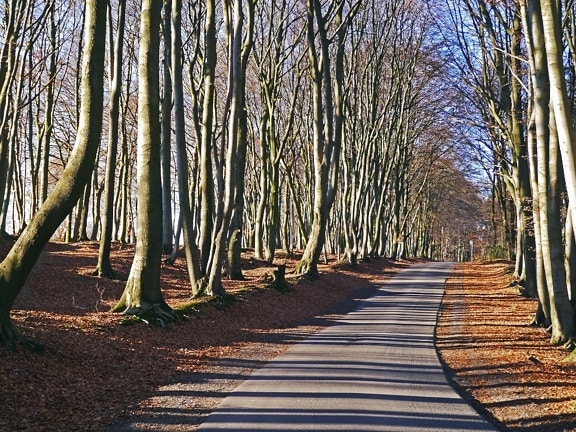 road, asphalt, wood, park, forest, leaf