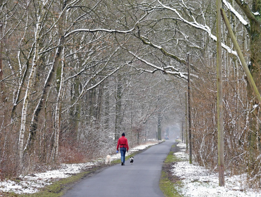 sneh, lesa, cestovanie, zimné, osoba, pes, zviera, road, studenej, park