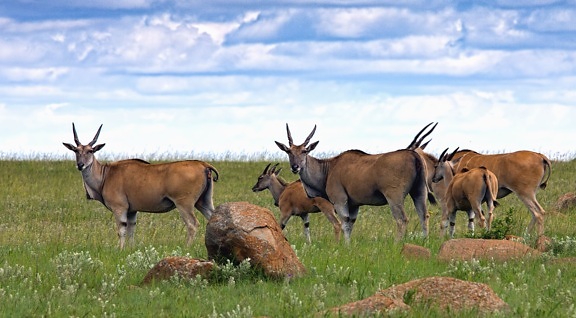 antelope, grass, sky, animal, fur, horn