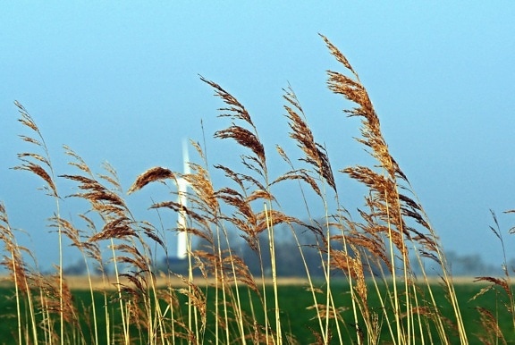 riet, gras, veld, weide, plant, lucht, veld, landbouw