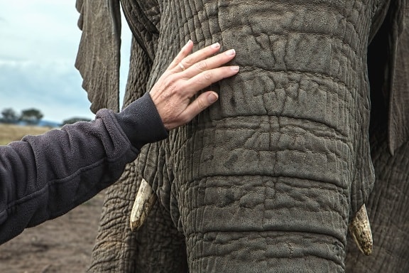 elefánt, kéz, Afrika, állat