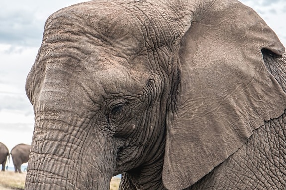 大象, 非洲, 动物, 野生动物, 耳朵, 皮肤