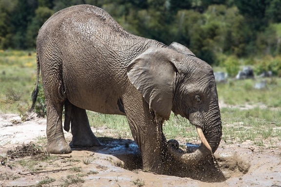 Gajah, Afrika, hewan, safari, satwa liar