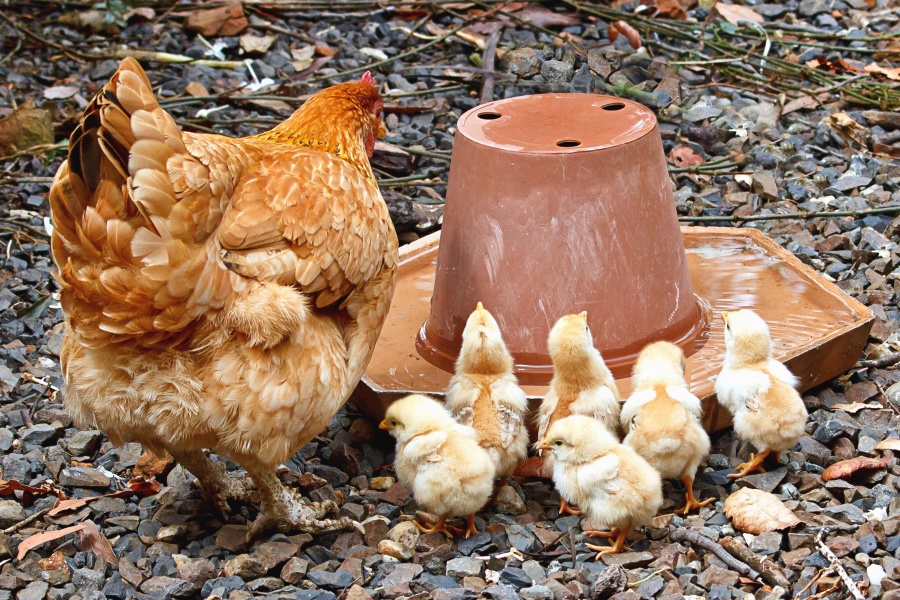 hen, bird, chicken, animal, poultry, feather, beak
