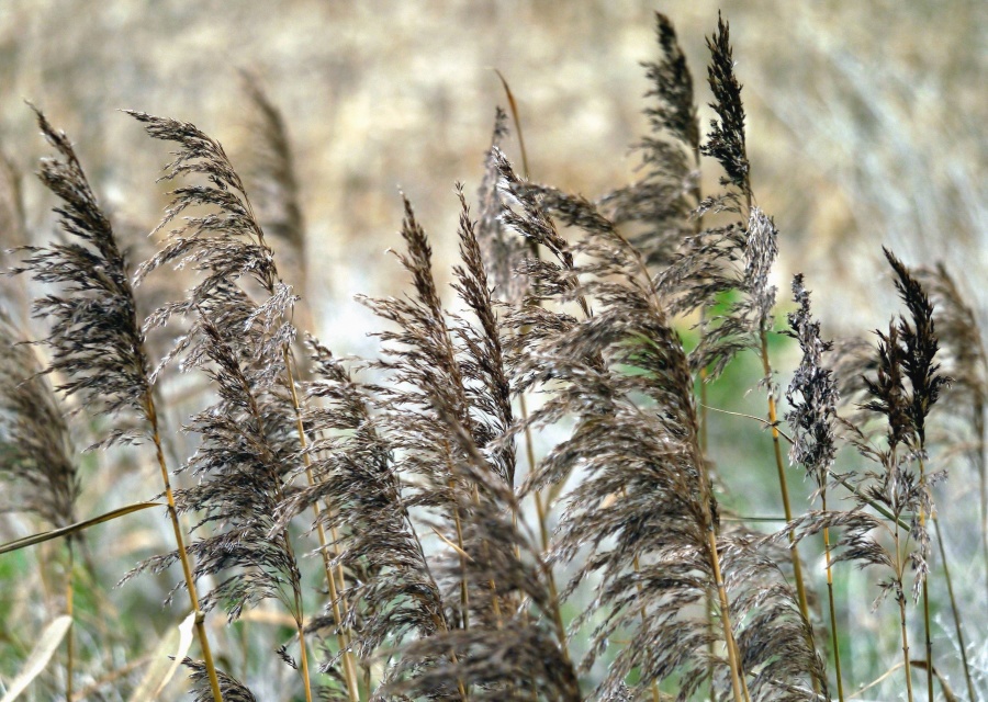 Pflanze, Stamm, Blatt, Feld, Gras, Sommer, Wachstum