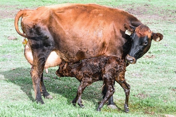 วัว วัว เนื้อวัว ฟาร์ม วัว ทุ่งหญ้า สัตว์ ฟาร์มปศุสัตว์ ฟิลด์ หญ้า ชนบท