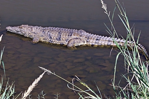 alligator, crocodile, reptile, water, rocks