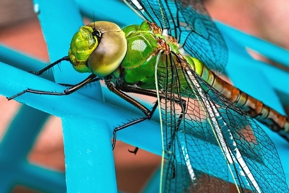insect, invertebrate, plant, dragonfly, wing