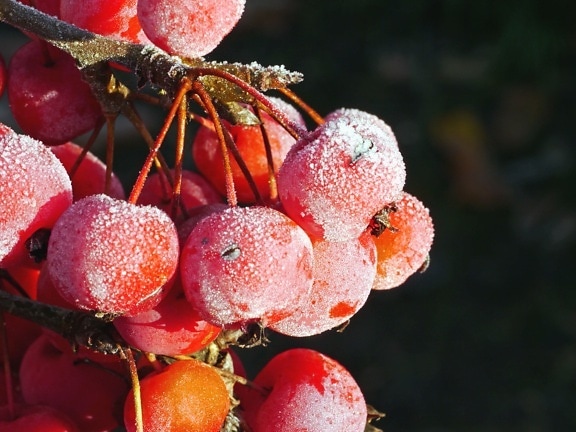fruit, plant, frozen, ice, crystal, food