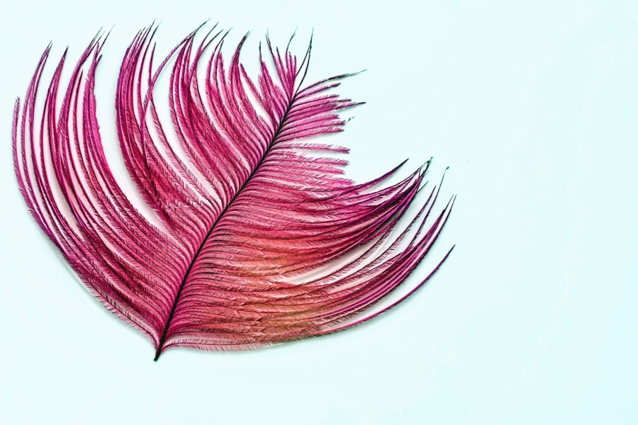 feather, design, red, macro
