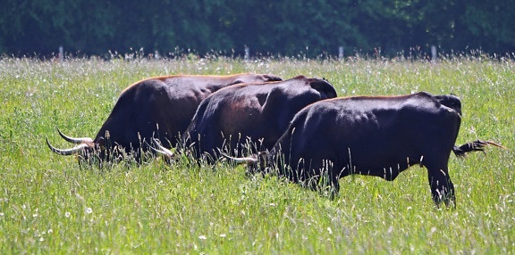 牛、牛、ファーム、牧草地、牧場、牛、動物、牛、フィールド、農村、草