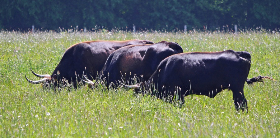 bydła, krowa, farmy, pastwiska, ranczo, bydła, zwierząt, wołowiny, pola, obszarów wiejskich, trawa