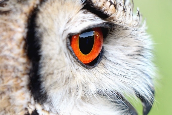 bird, animal, eye, feather, owl