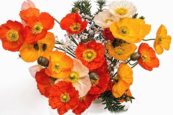buket, arrangement, dekoration, blomst, blad, kronblad, plante