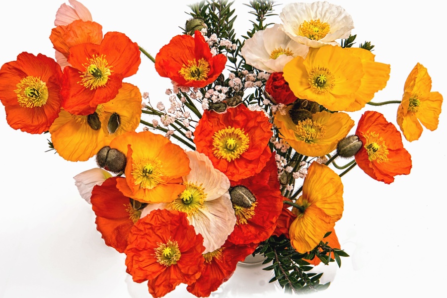 Bouquet, arrangement, décoration, fleur, feuille, pétale, plante