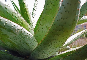 Aloe Vera Free Images Public Domain Images