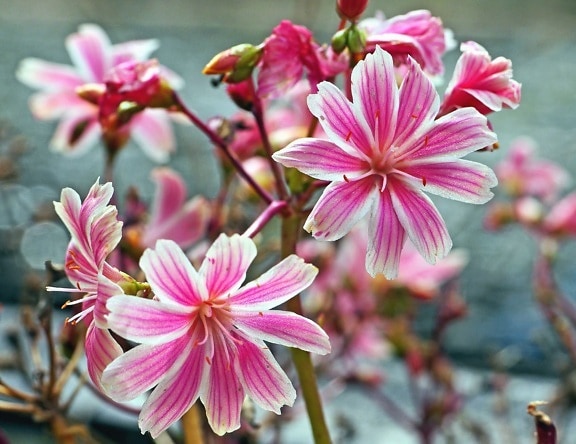 สีชมพู ดอกไม้ พืช สวน กลีบ พืช ใบ กลีบดอก