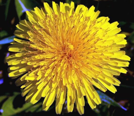 Free picture: dandelion, wind, seed, nature, flower, flora