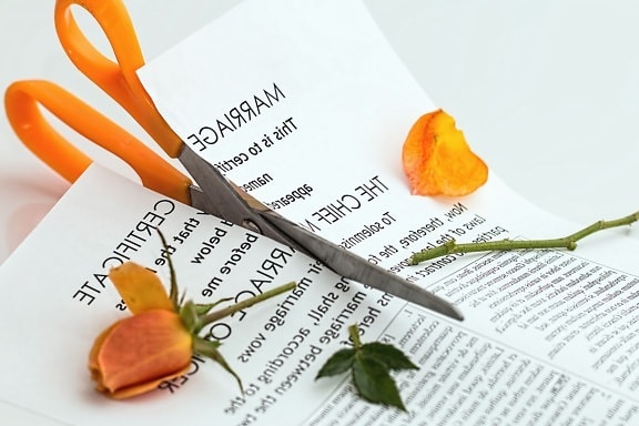 scissors, rose, flower, petal, paper, text, plant