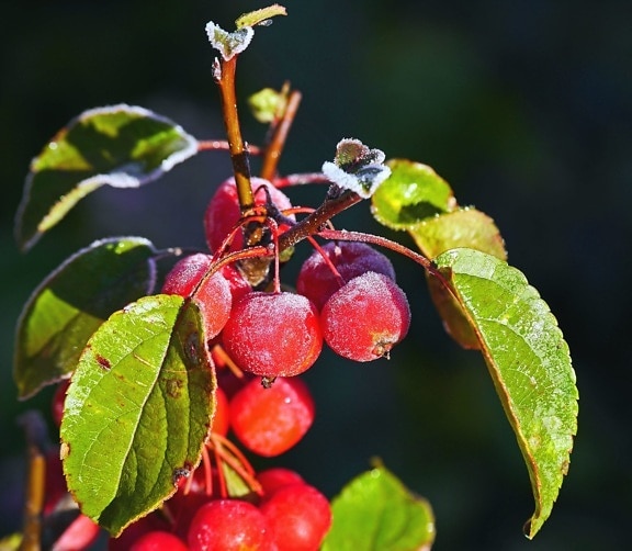 berry, fruit, leaf, ripe, cherry, decoration, food, sweet