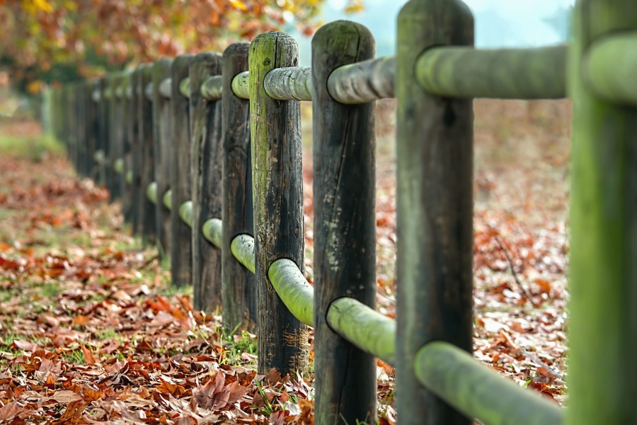 забор, дерево, листья, трава, осень
