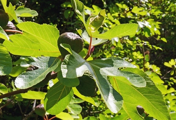 fig tree, leaf, fruit, sun, plant, botnaic