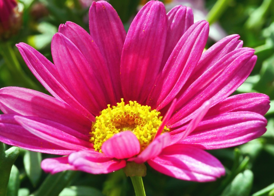 vaaleanpunainen, kukka, terälehti, blossom, kasvi, kukka, Puutarha, daisy, flora