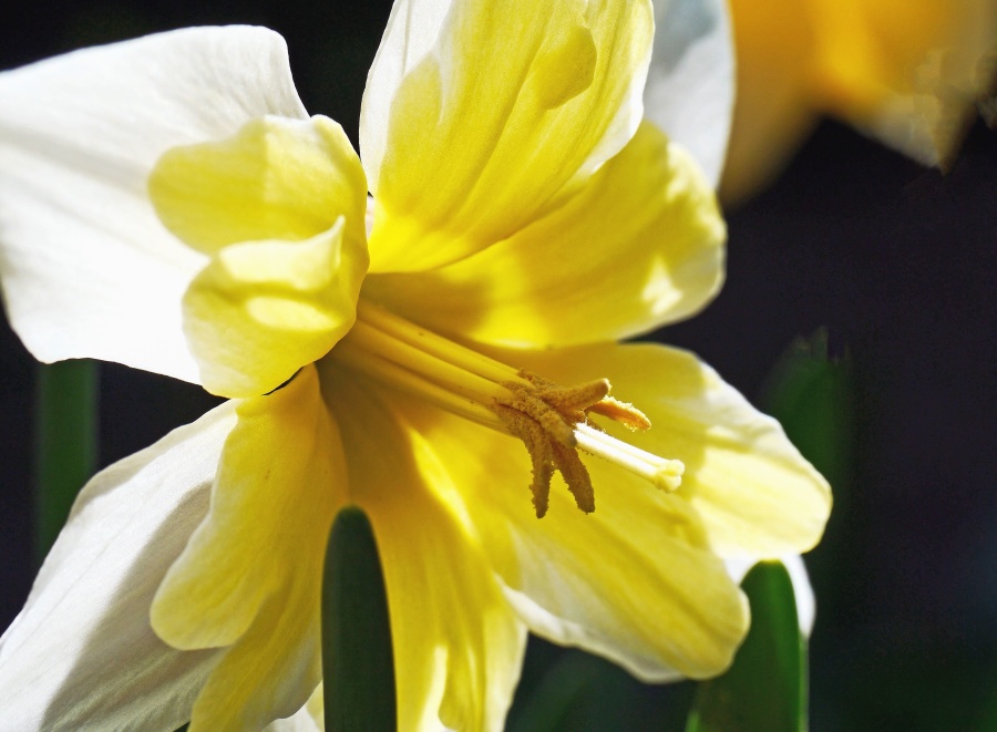 daffodil, flower, petal, pistil, garden, flora, leaf